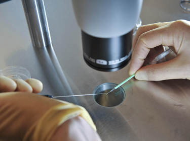 De foto toont twee handen die met een injectienaald en een dus ijzeren apparaatje iets onder een microscoop leggen.